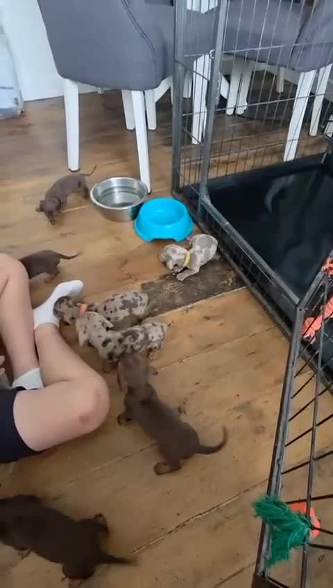 Miniature Dachshund dogs for sale: ❤️🐶 Miniature dachshund puppies 🐶❤️ READY NOW!! - Video 1