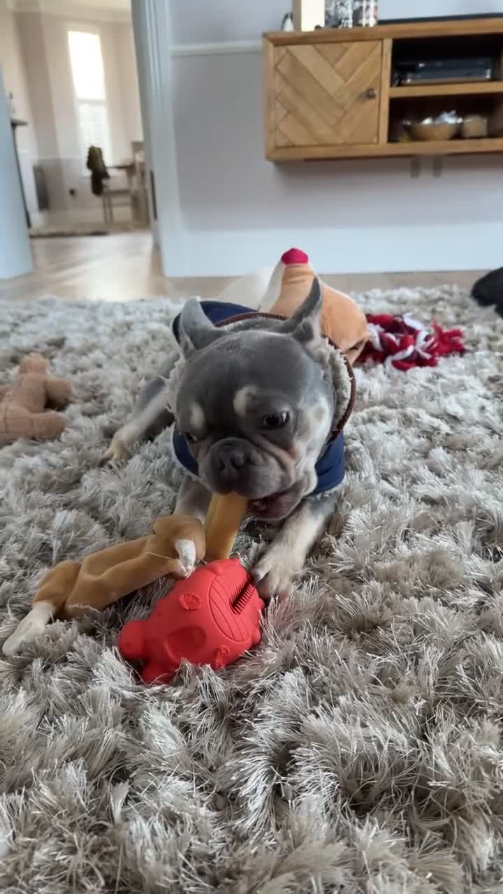 French Bulldog dogs for sale: Lilac French Bulldog - Video 1