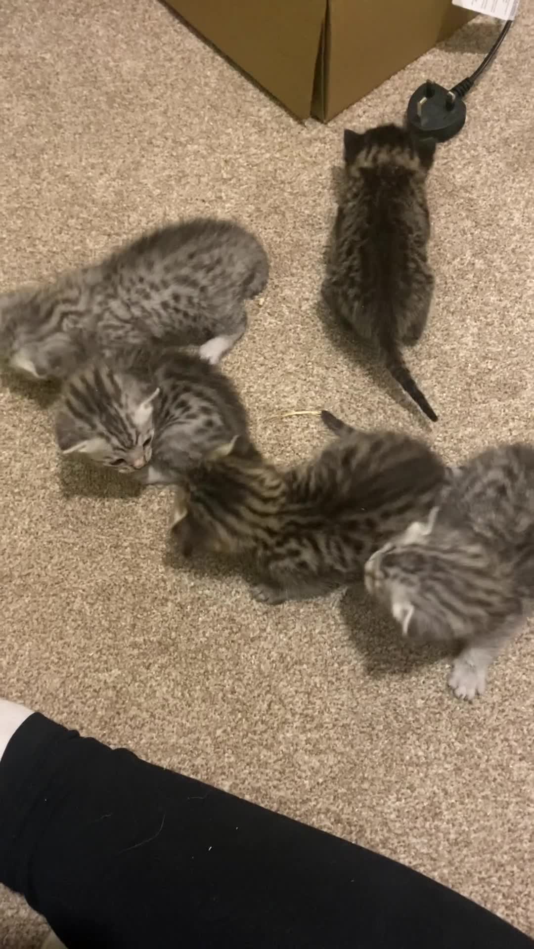 Mixed Breed cats for sale: Ragdol x bengal  - Video 1