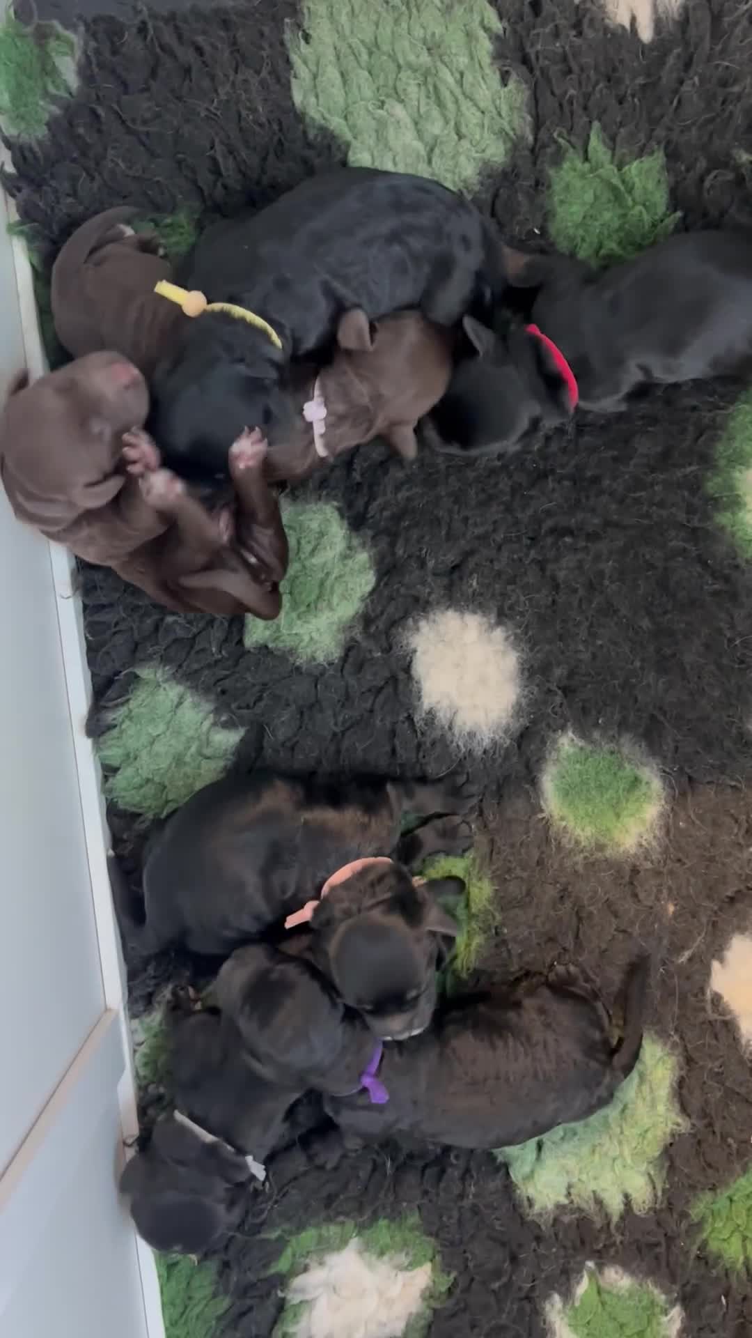 Cockapoo dogs for sale: F2 cockapoo’s (last girl) - Video 4