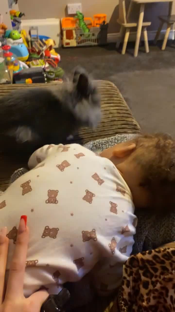 Lionhead rabbits for sale: Lionhead female rabbit & 2 tiered cage - Video 1