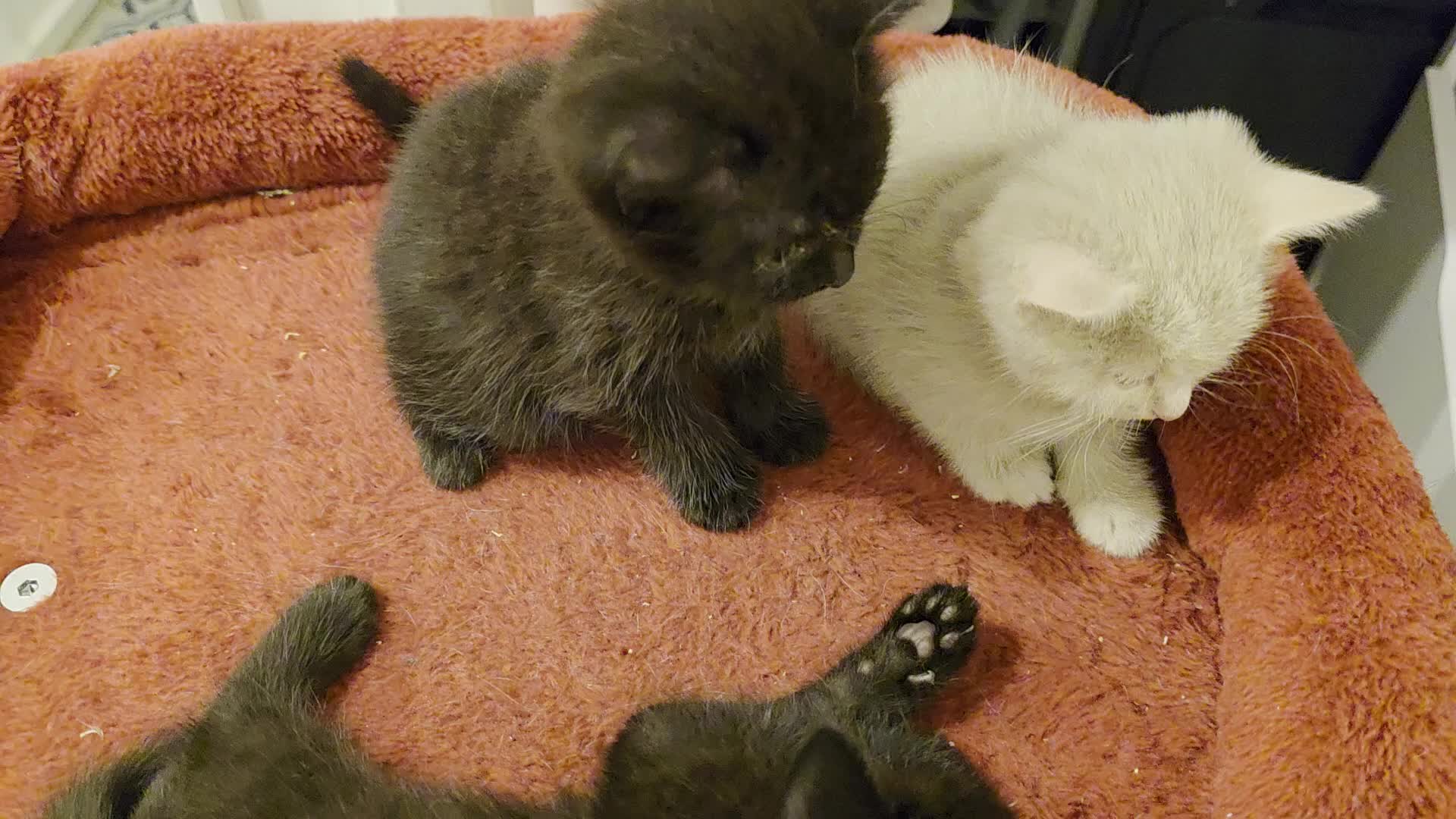 Mixed Breed cats for sale: 3 Lovely kittens for sale  - Video 1