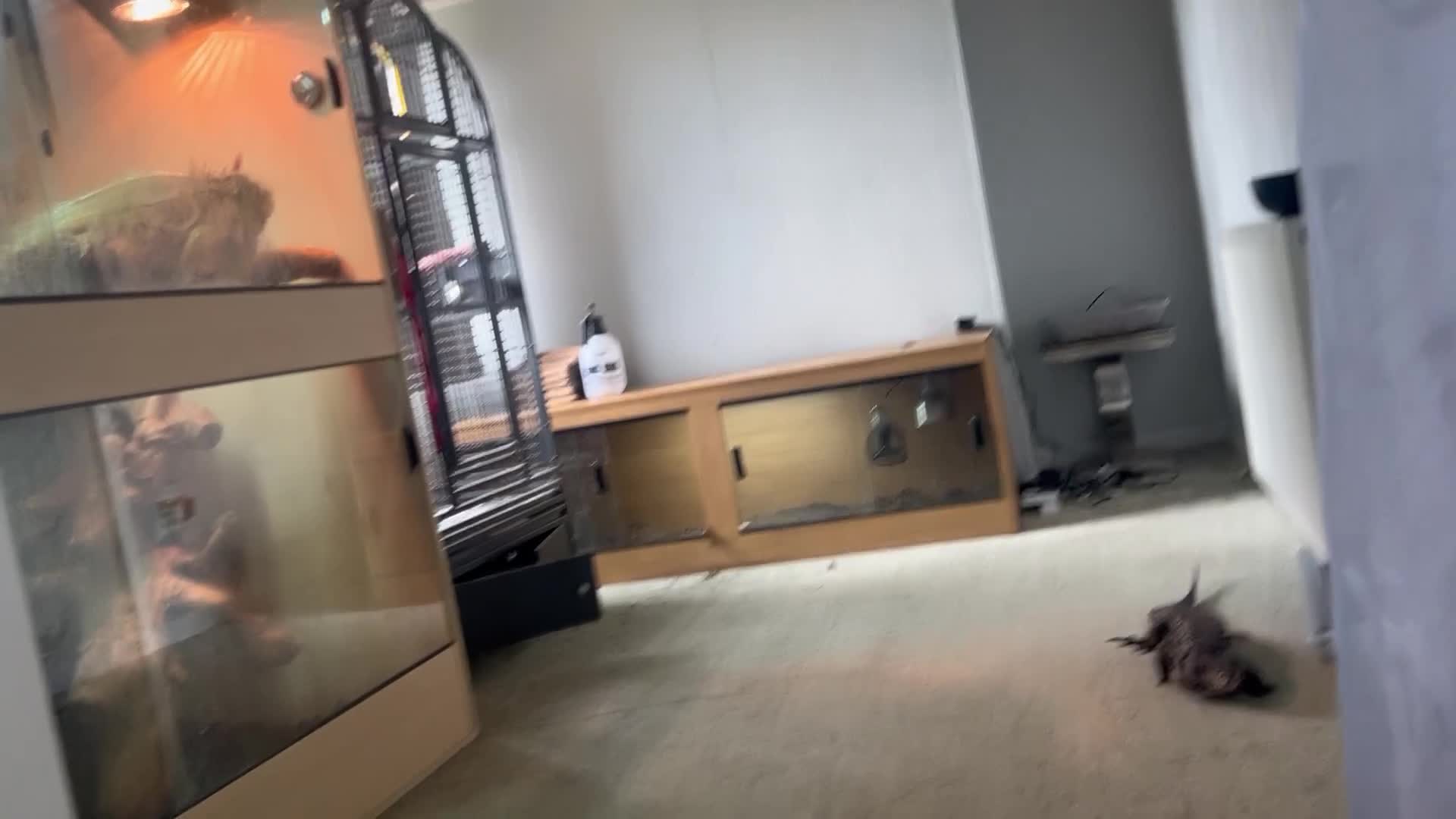 Monitor reptiles for sale: Tegu male - Video 1