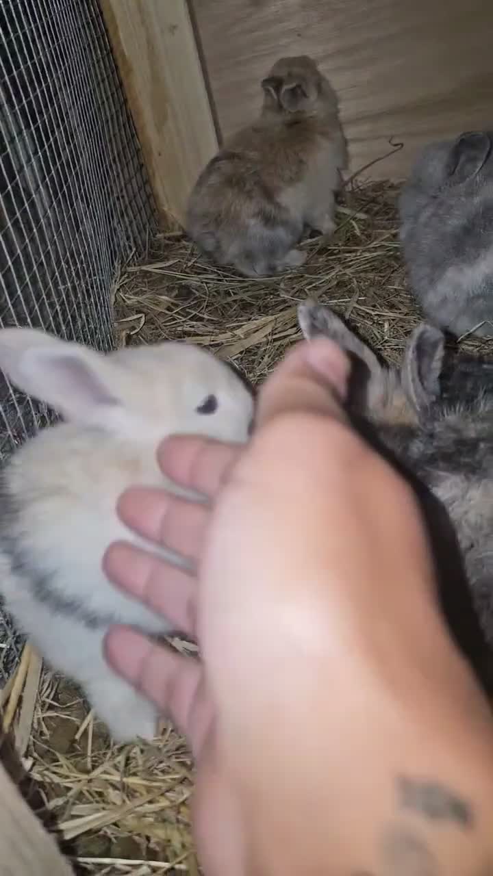 Mixed Breed rabbits for sale: Baby Rabbits for sale - Video 1