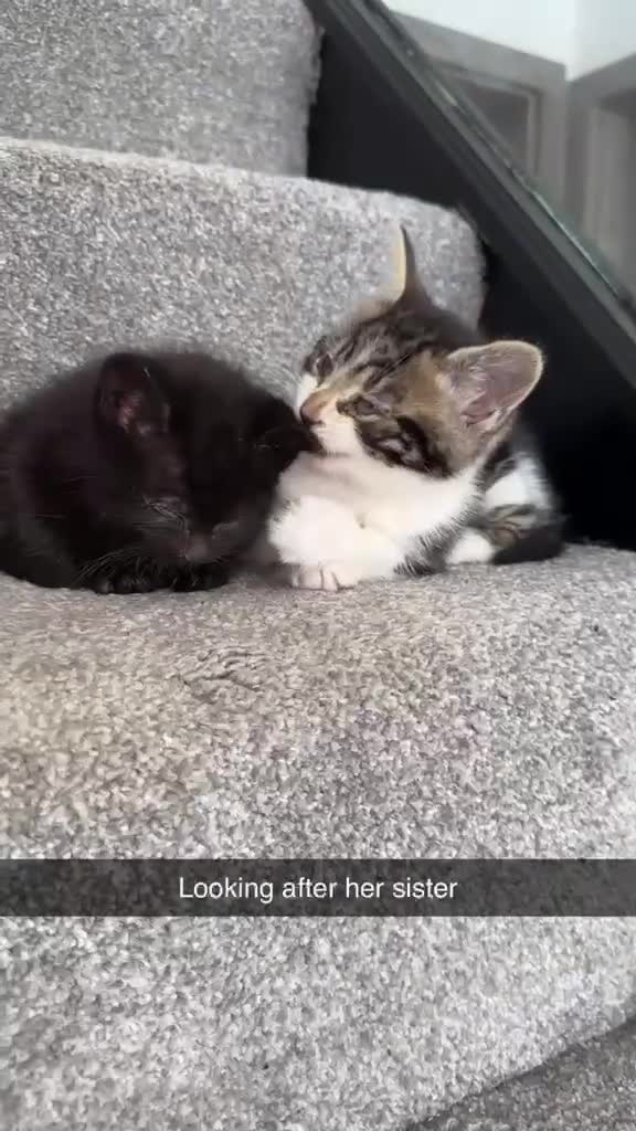 Domestic Shorthair cats for sale: Cute tabby kitten - Video 2