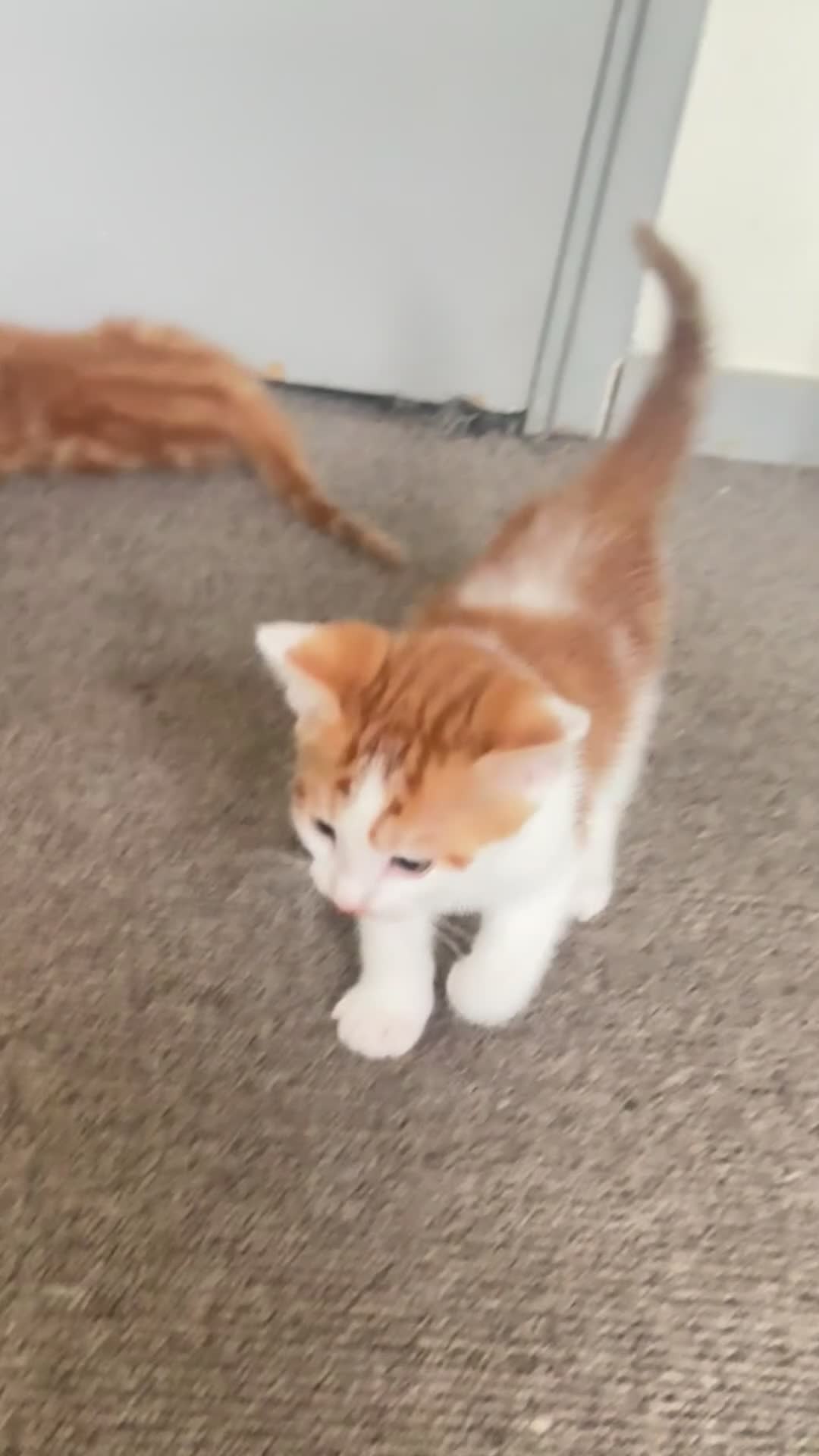 Mixed Breed cats for sale: Ginger with white patch kitten  - Video 1