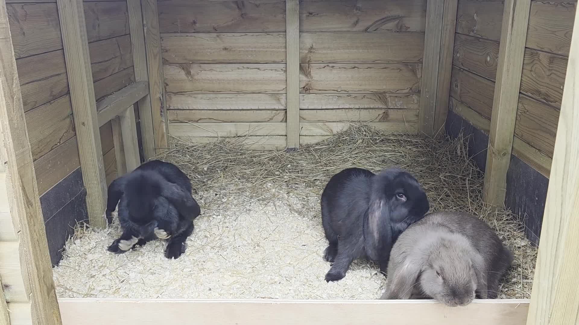 French Lop rabbits for sale: French Lops - Video 1