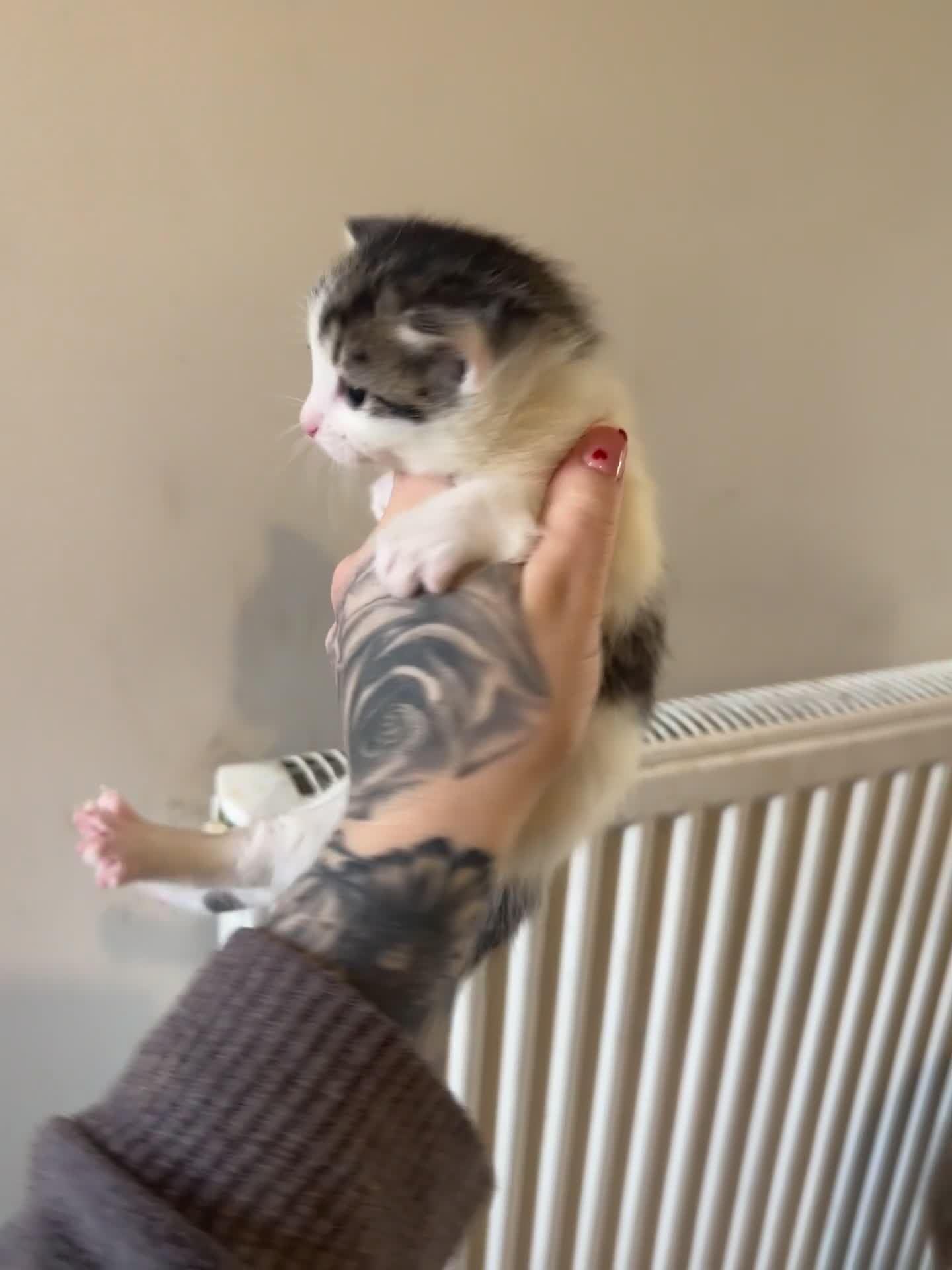 Domestic Shorthair cats for sale: LAST GIRL LOOKING FOR FOREVER HOME🌸🩷 - Video 2