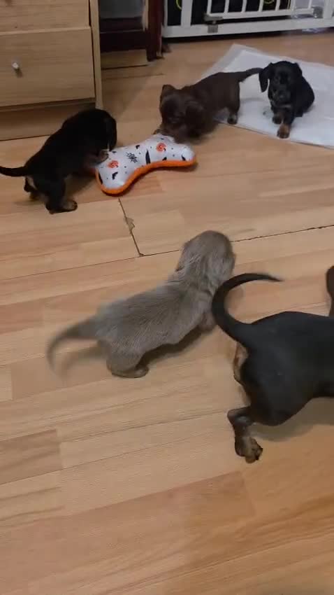 Dachshund dogs for sale: Mega cute half long haired dachshund puppies  - Video 4