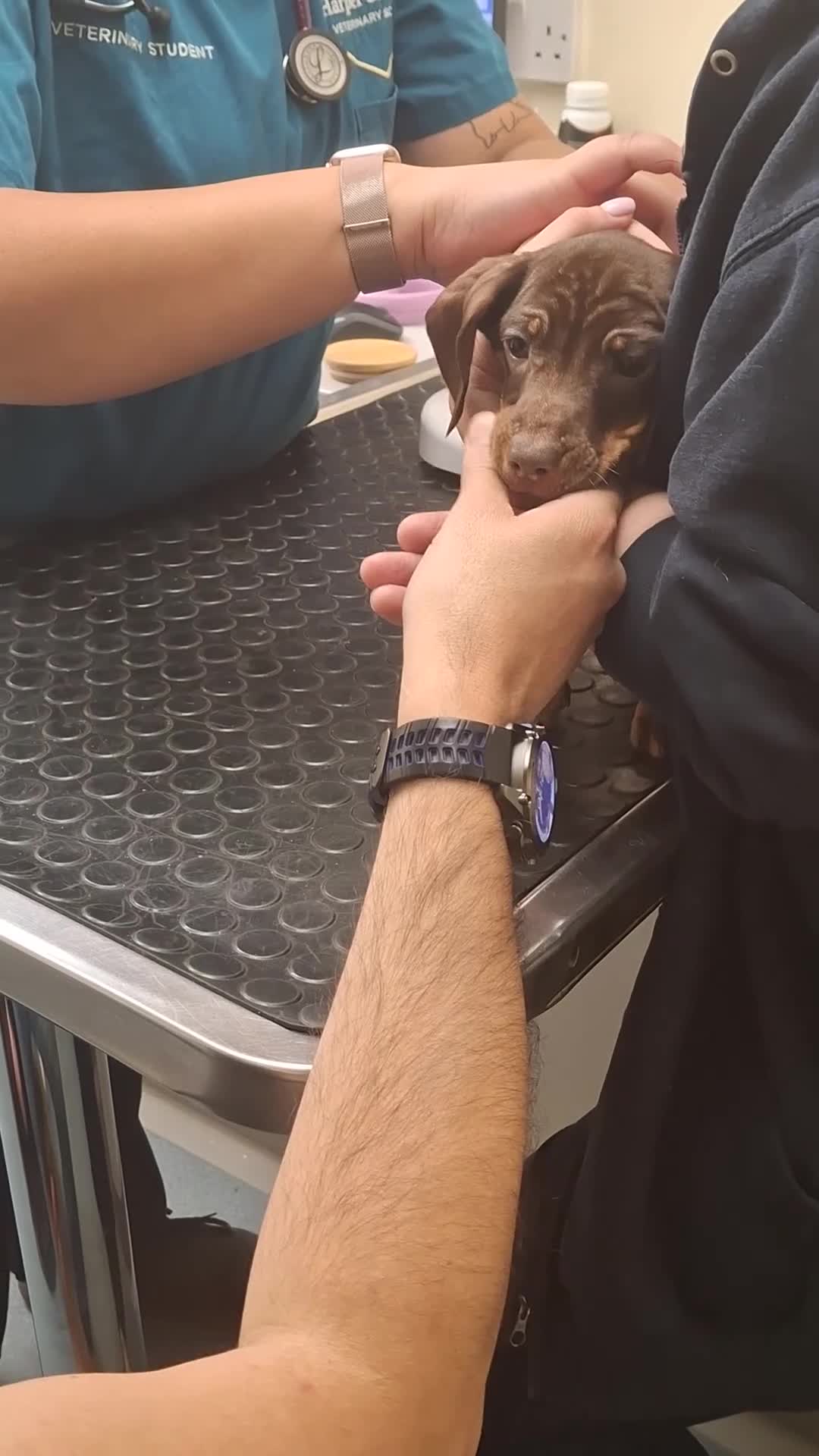 Dachshund dogs for sale: Dachshund  - Video 2