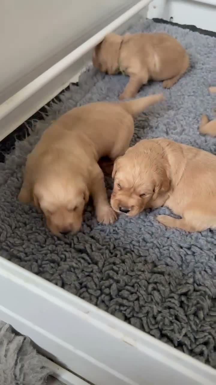 Golden Retriever dogs for sale: Stunning Duel puppies  - Video 1