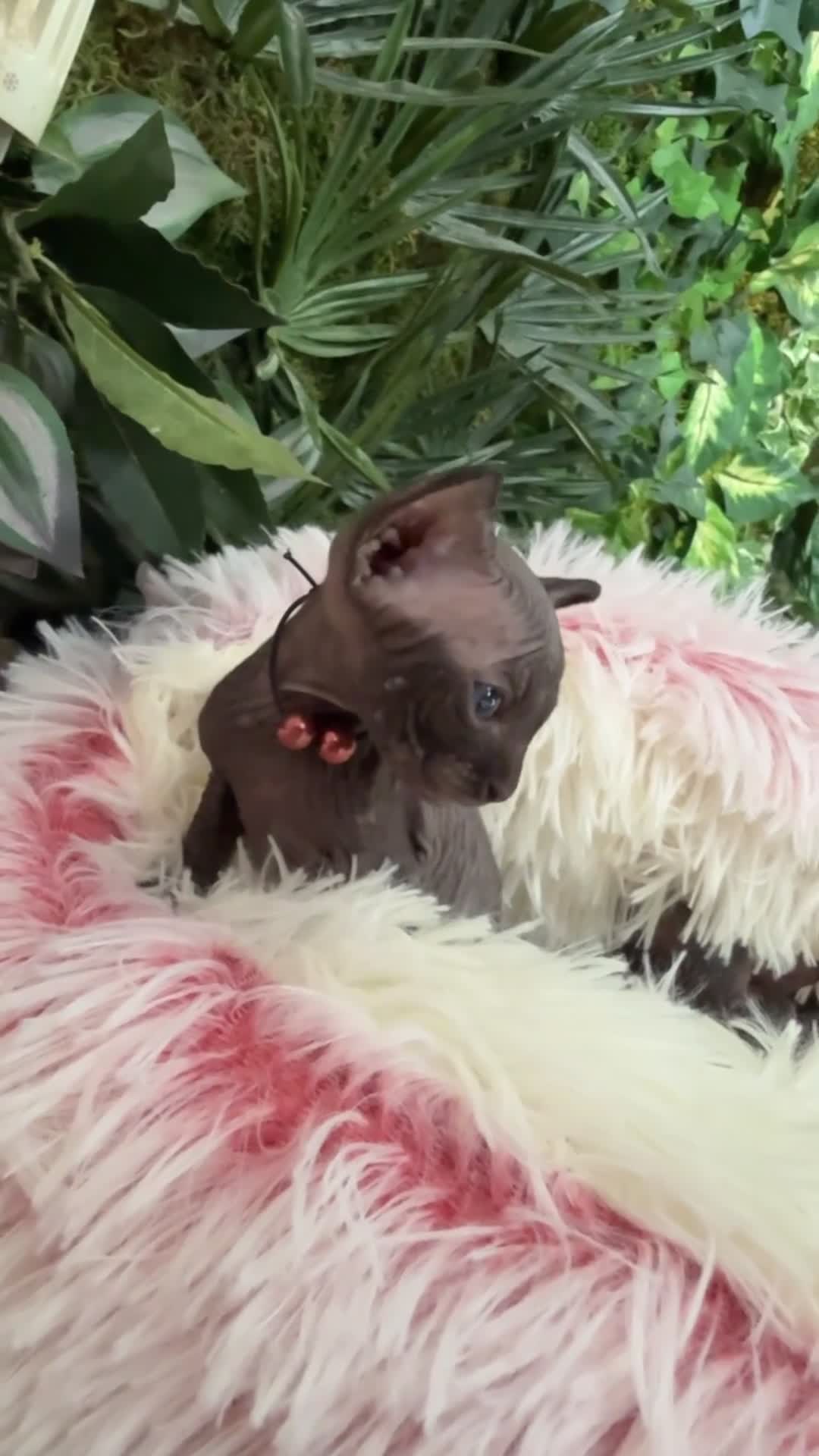 Sphynx cats for sale: such a beautiful kittens can be RESERVED NOW - Video 1