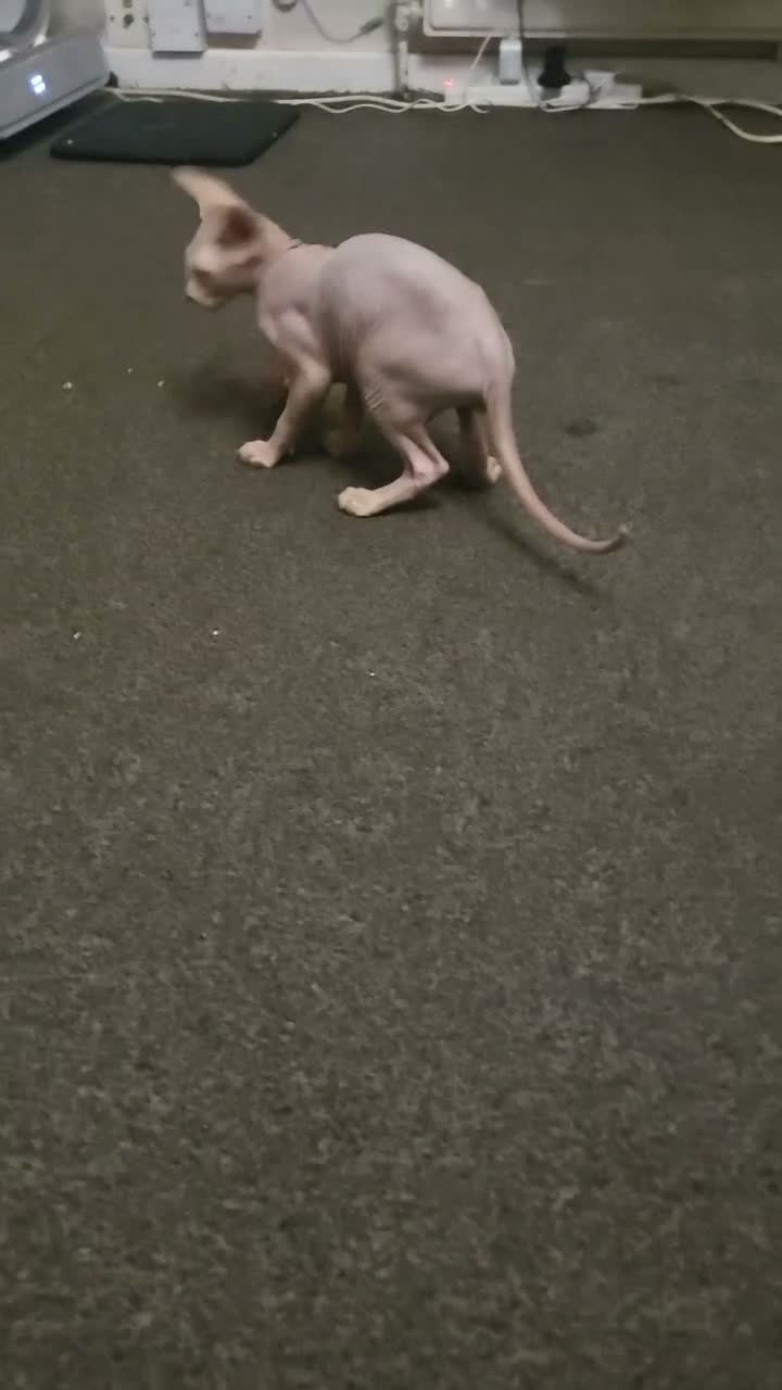 Sphynx cats for sale: Last boy !! Final reduce price🐾 - Video 1