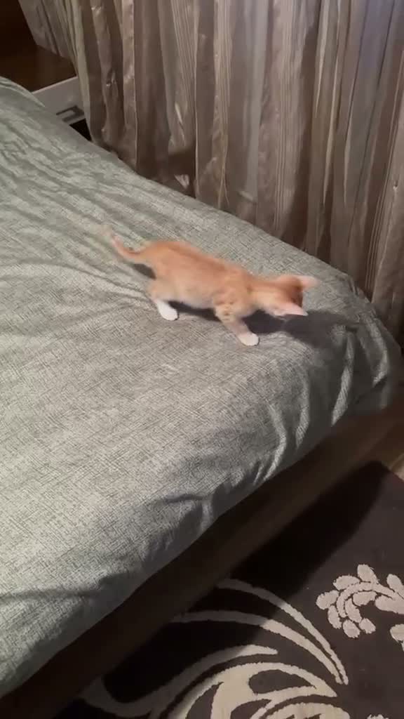 Mixed Breed cats for adoption: Mufa for adoption - Video 4