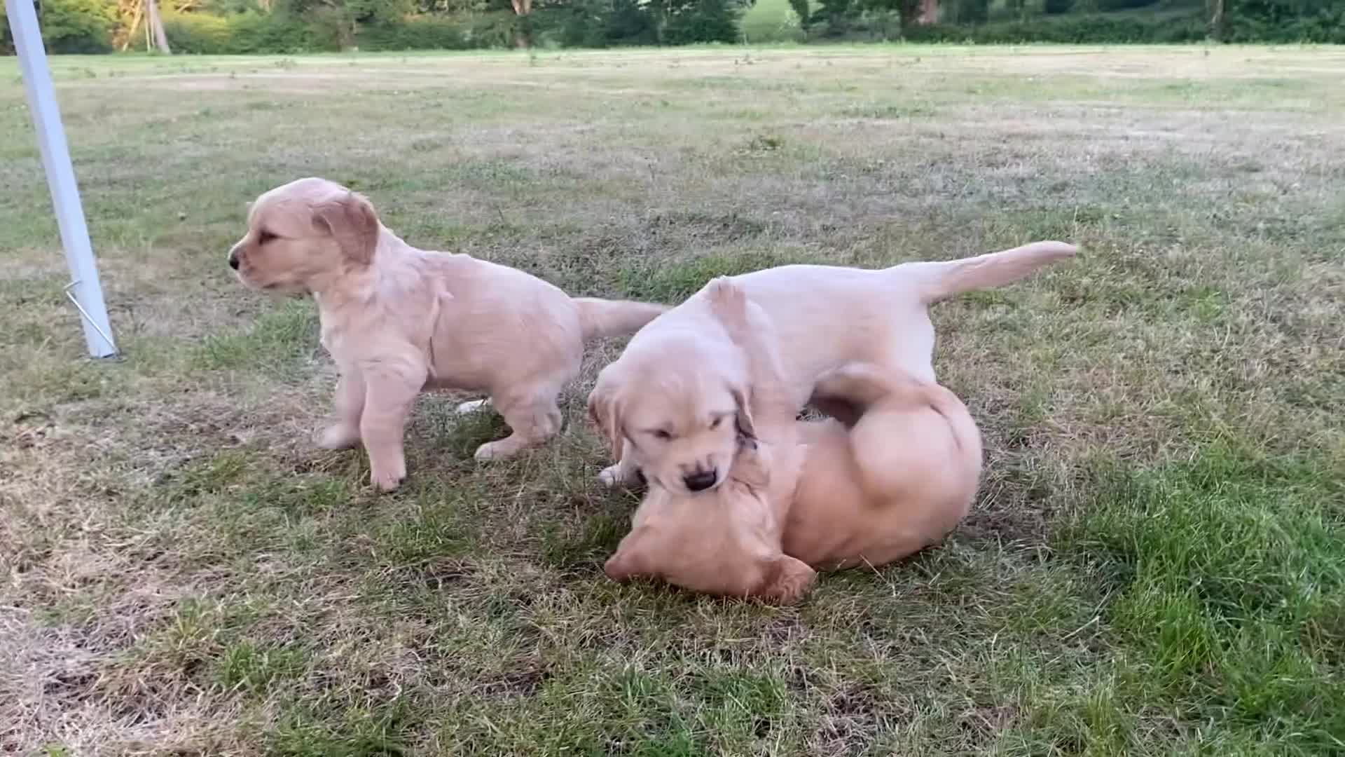 Golden Retriever dogs for sale: Golden Retriever Puppies in Thatcham - Video 1