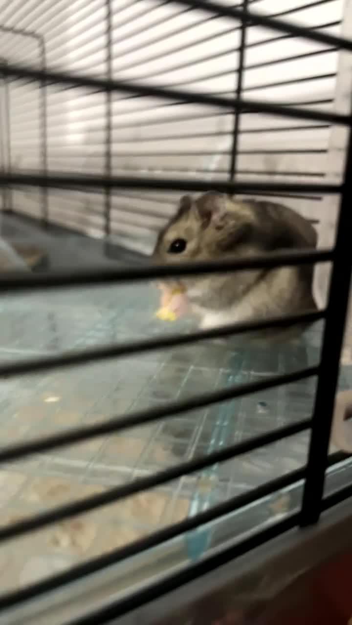 Hamster rodents for sale: Dwarf hamster  - Video 1