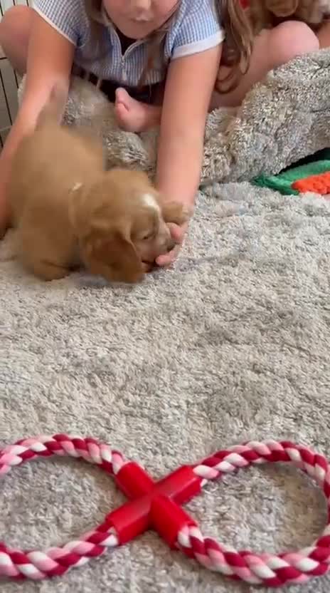 Cocker Spaniel dogs for sale: Beautiful Golden cockers free insurance with agria - Video 1