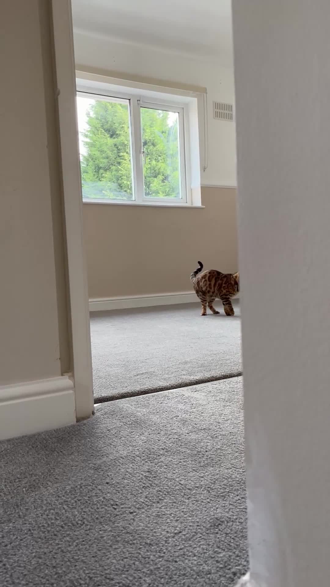 Bengal cats for sale: Bengal Cat For Sale - Video 5