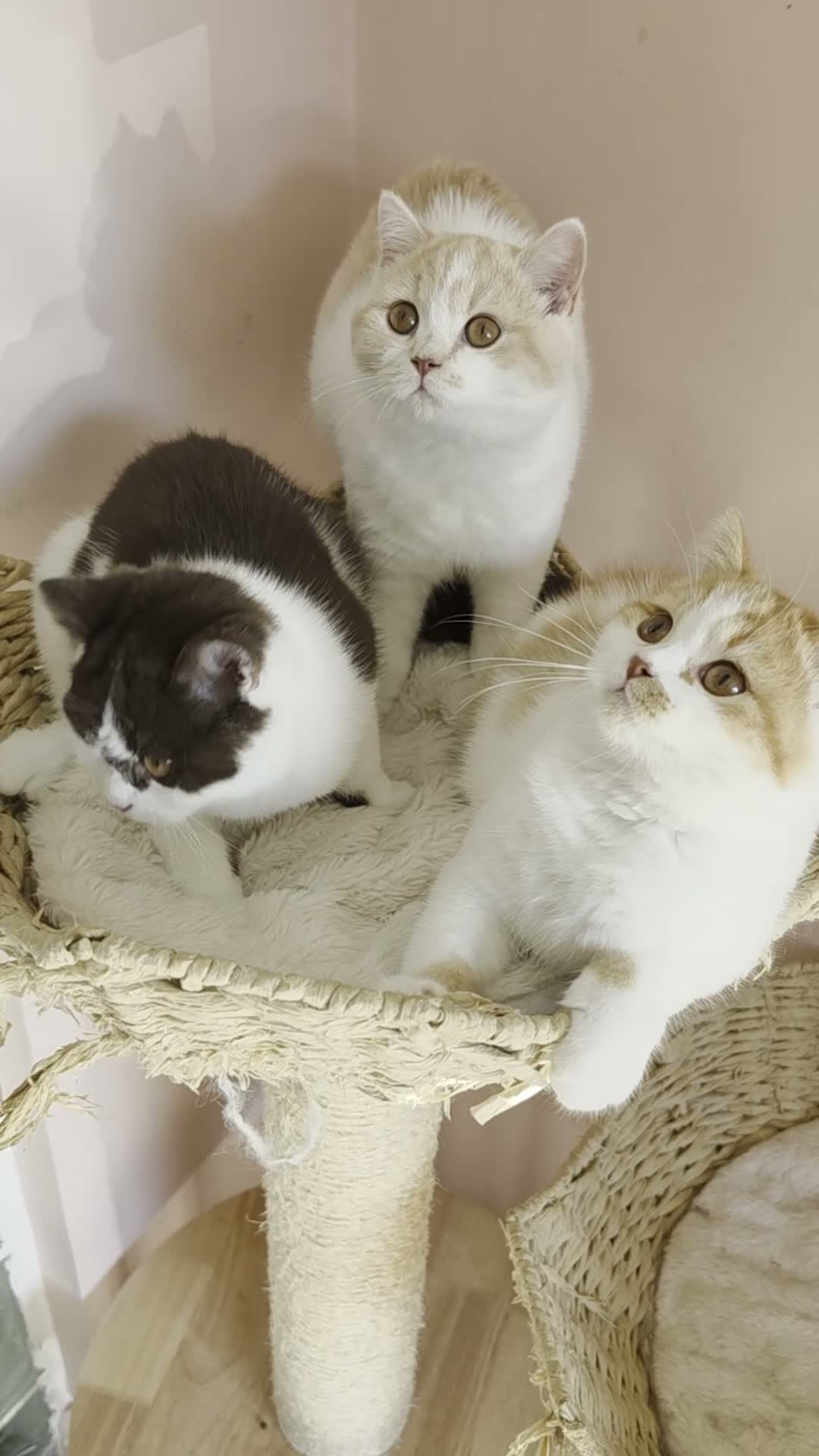 British Shorthair cats for sale: GCCF chunky British shorthair kittens - Video 1