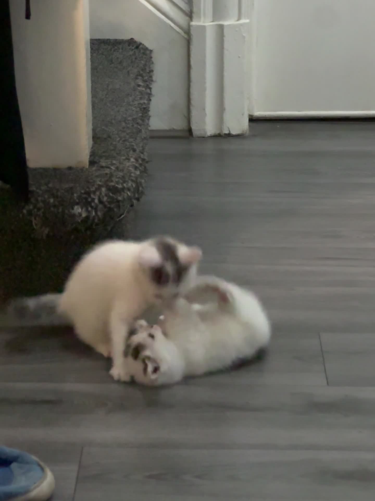 Mixed Breed cats for sale: 4 tabby patch kittens - Video 1