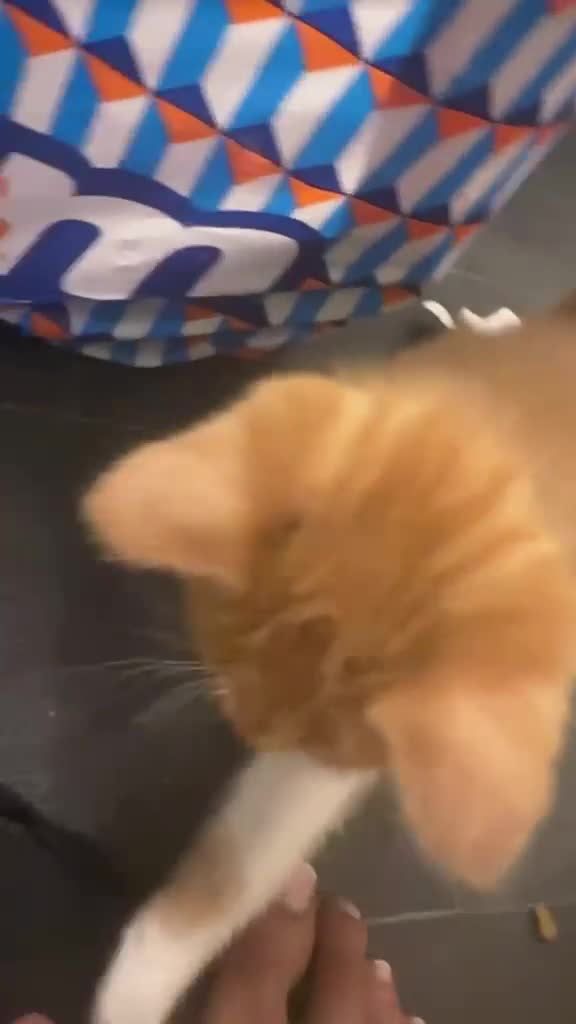 Mixed Breed cats for sale: Kittens looking for new home - Video 1