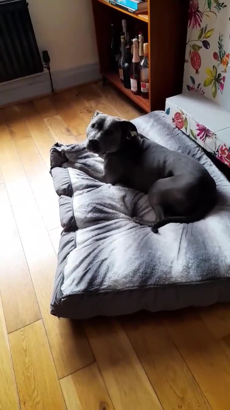 Mixed Breed dogs for sale: Blue Staffy Cross - Video 1