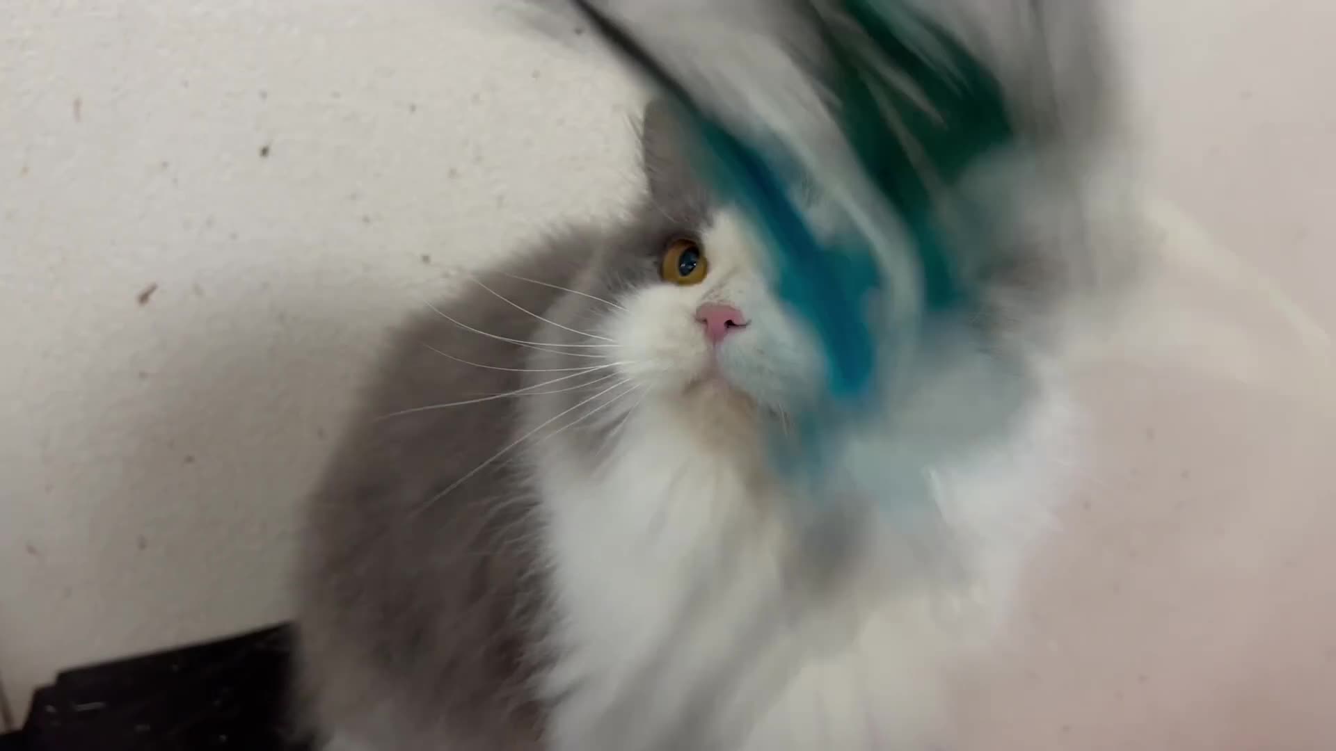 British Longhair cats for sale: Beautiful British Longhair - Video 1