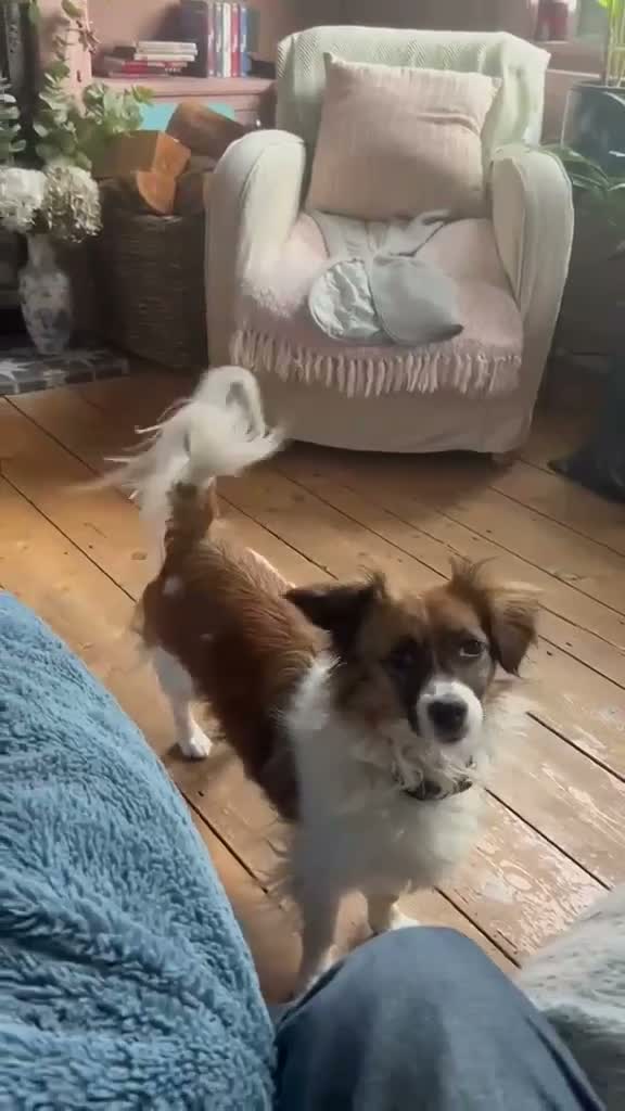 Mixed Breed dogs for adoption: MINI-small girl big personality/loving/smart  - Video 3