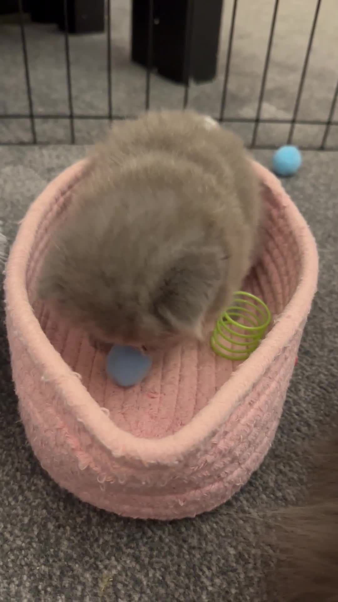 British Longhair cats for sale: 💜🩵 BRITISH LONG HAIR KITTENS 🩵💜 - Video 1