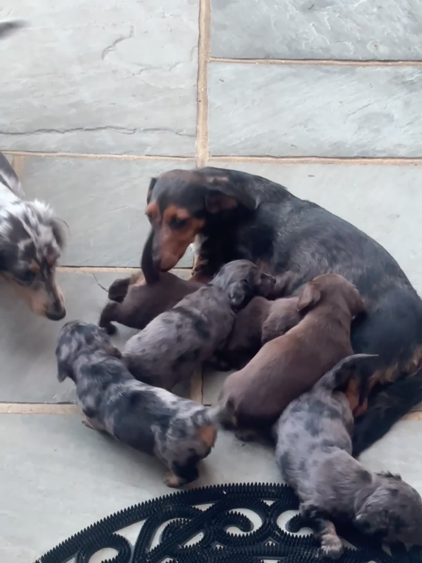 Miniature Dachshund dogs for sale: Stunning miniature Daschund litter kc reg  - Video 2