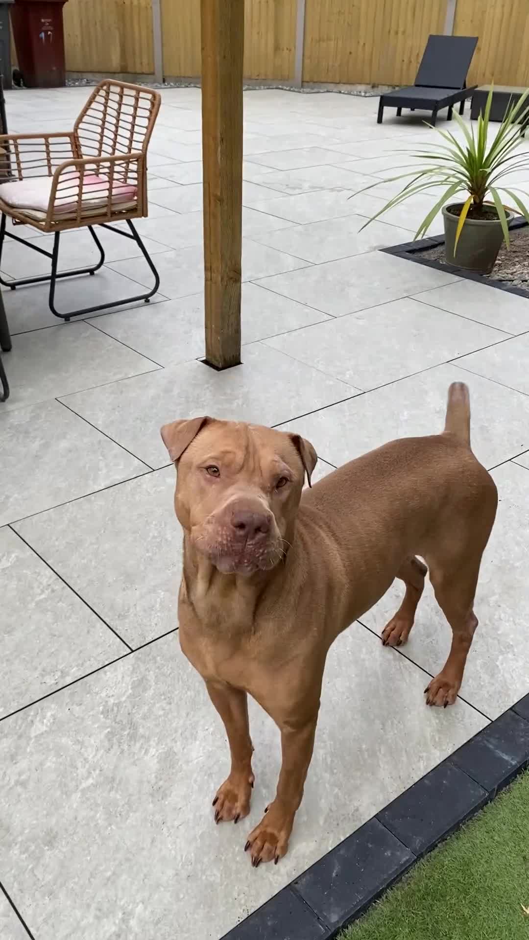 Mixed Breed dogs for sale: Ellie - Sharpei cross  - Video 2