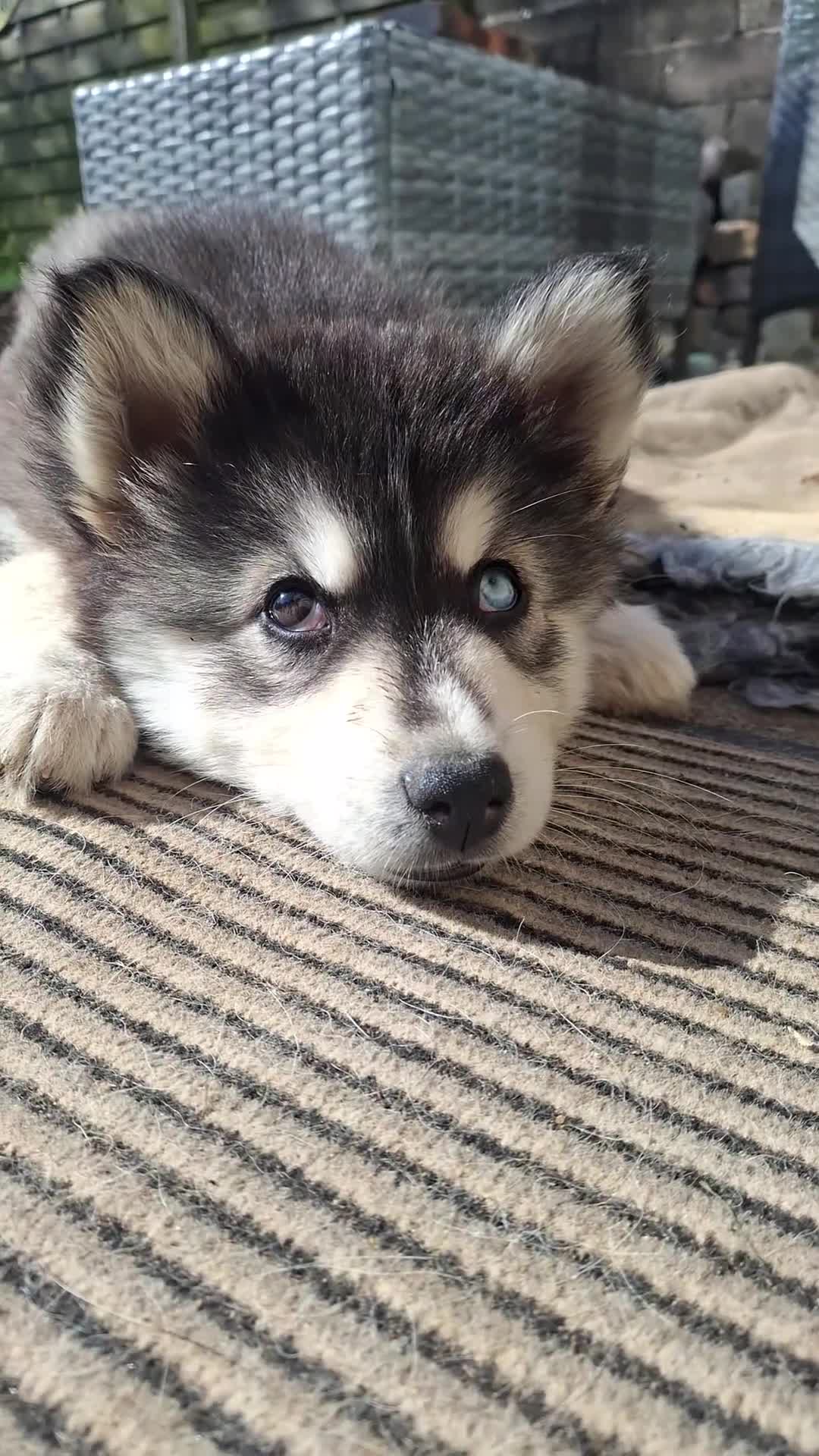 Pomsky dogs for sale: ❤️ POMSKY PUPPIES READY NOW ❤️ in Port Talbot - Video 2