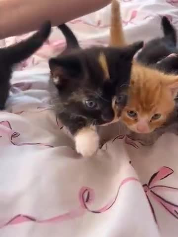 British Longhair cats for sale: Kitten - Video 1