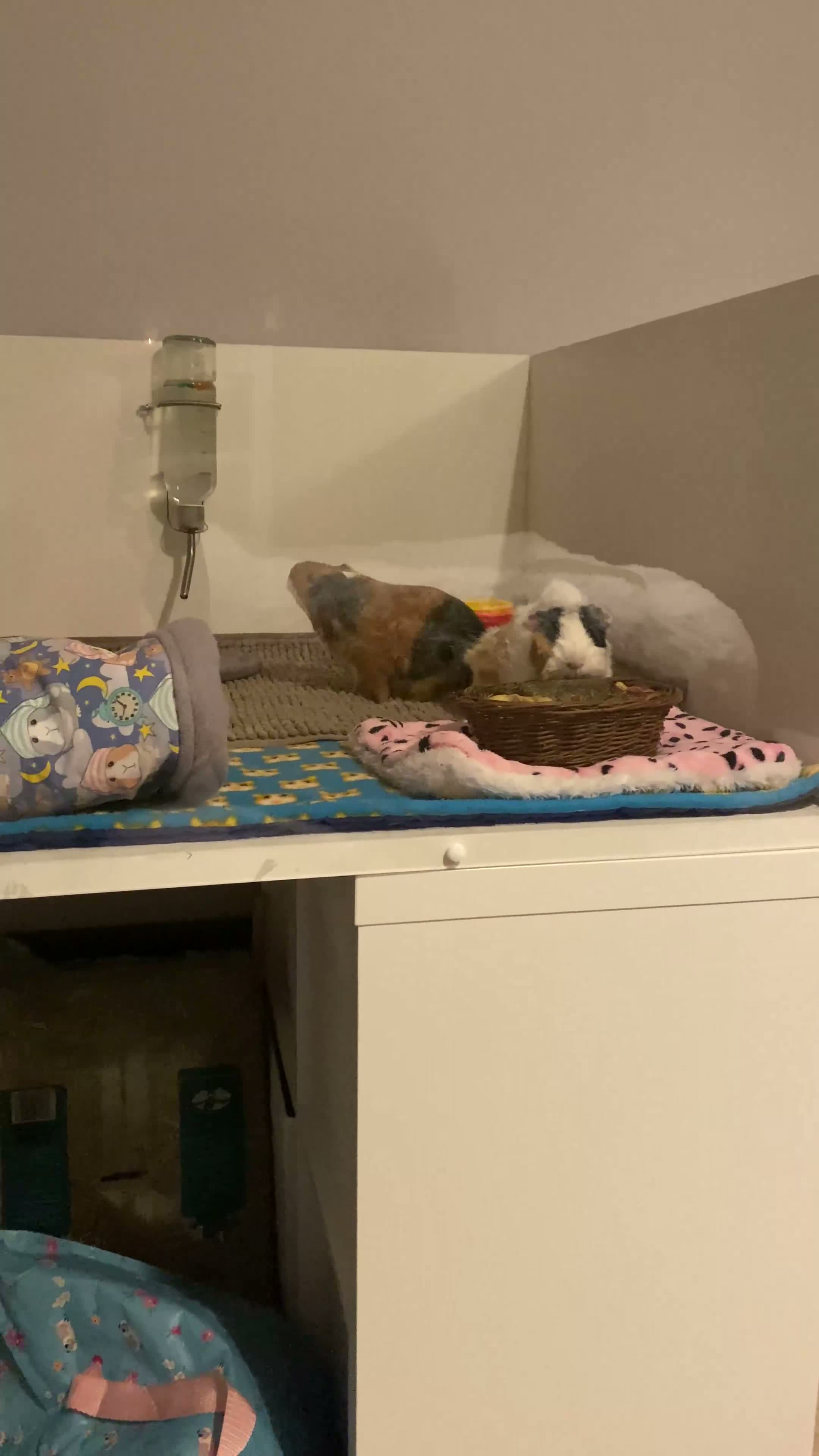 Guinea Pig rodents for sale: Female Guinea Pig For Rehoming  in Darwen - Video 1