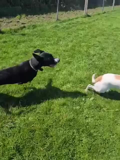 Mixed Breed dogs for adoption: Do perfect dogs exist? YES, they do:💙LOKI💙 - Video 4