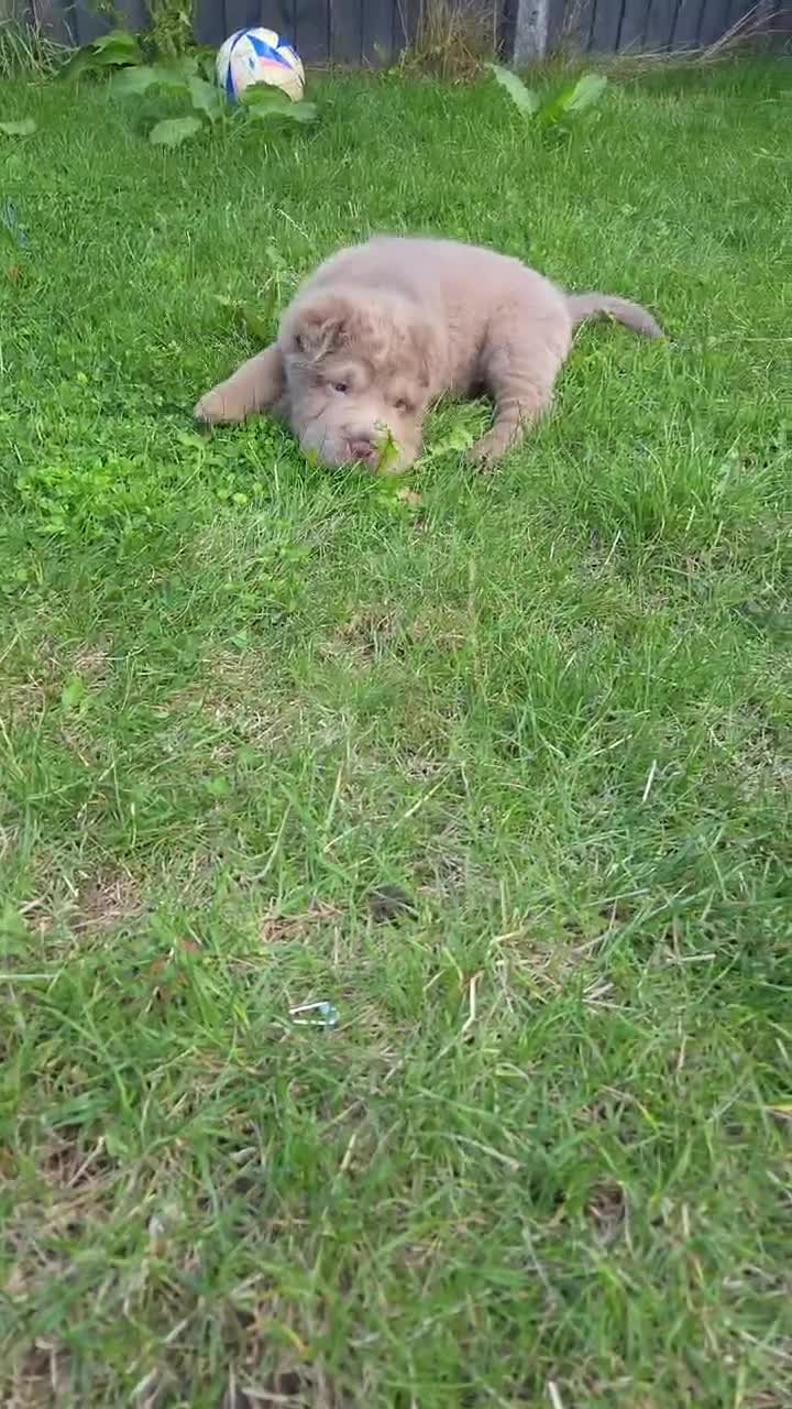 Shar Pei dogs for sale: 5 Shar peis - Video 3