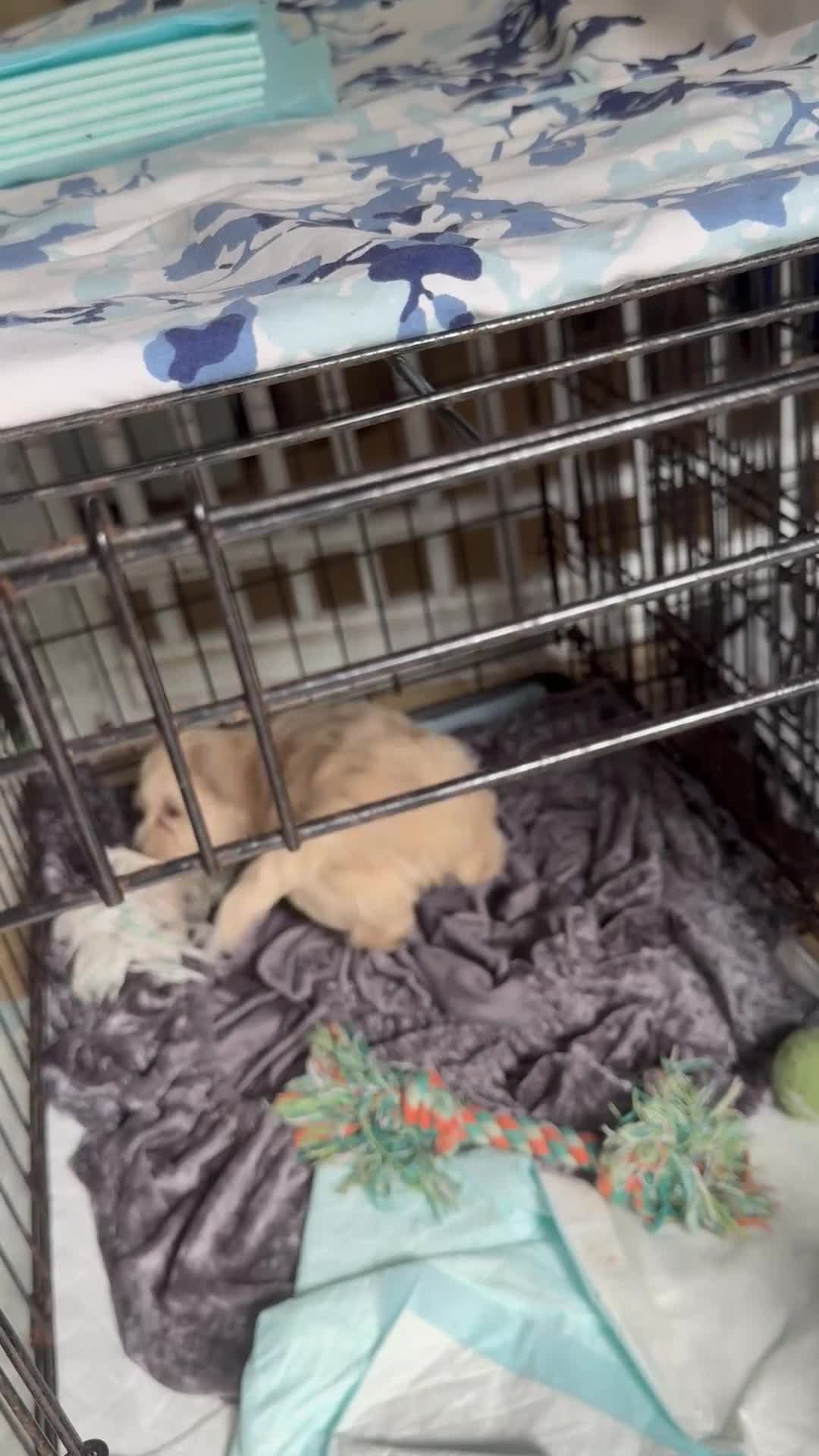 Cavapoo dogs for sale: 1 CARAMEL GIRL AVAILABLE, READY NOW  - Video 1
