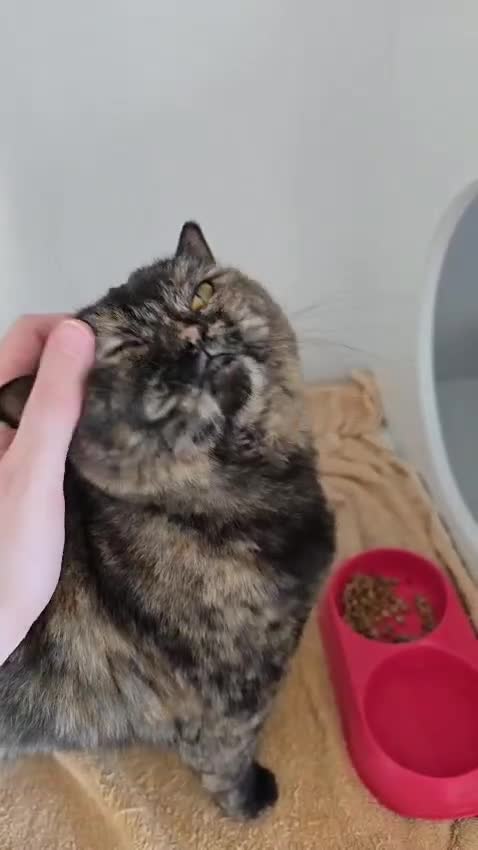 Mixed Breed cats for adoption: [Indoors Only] Kushary - Lovely Affectionate Queen - Video 1