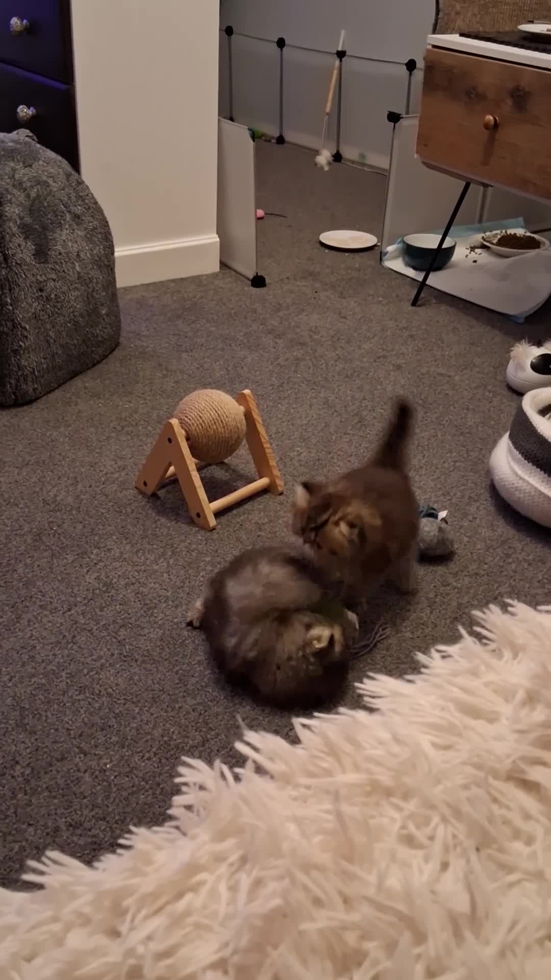 Persian cats for sale: Adorable pure Persian  - Video 3