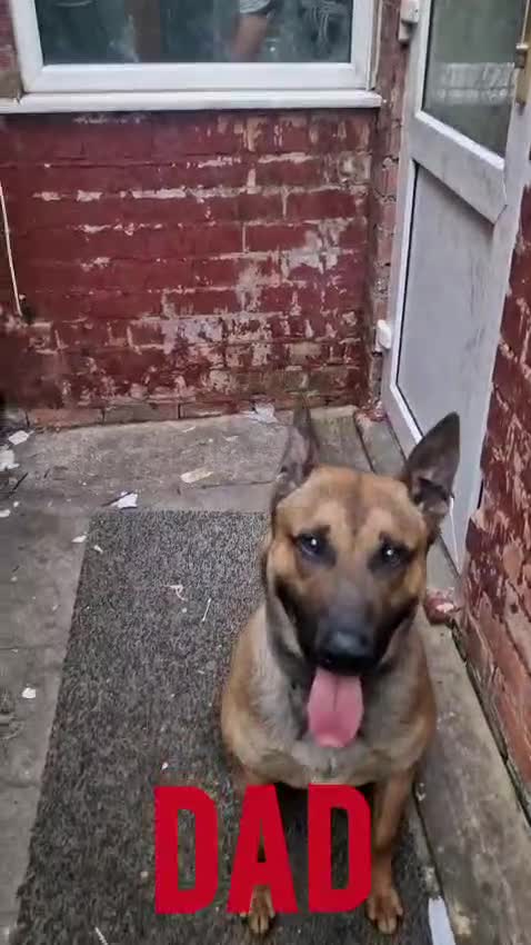 Belgian Shepherd Dog dogs for sale: Belgian Malinois Puppies Strong Working Bloodline - Video 1