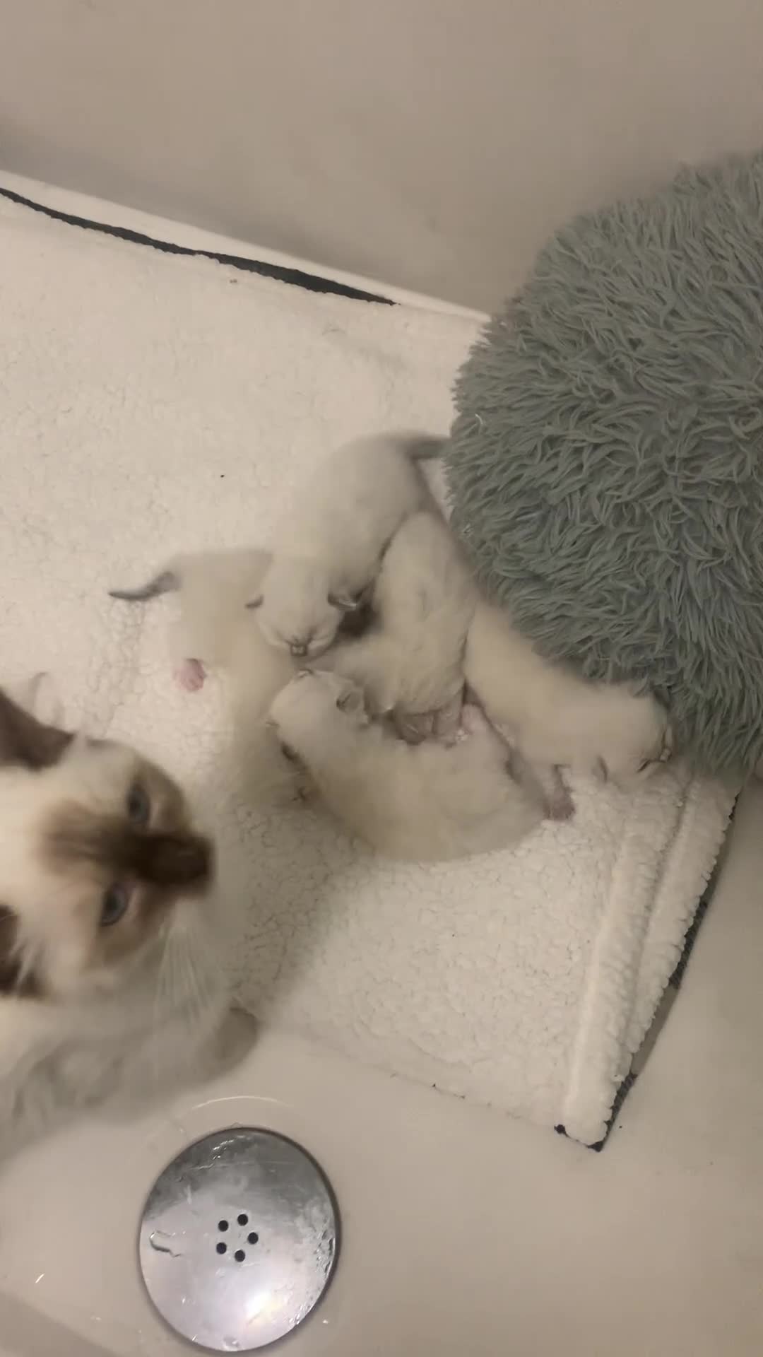 Ragdoll cats for sale: 5 RAGDOLL kittens for sale £400 - Video 1