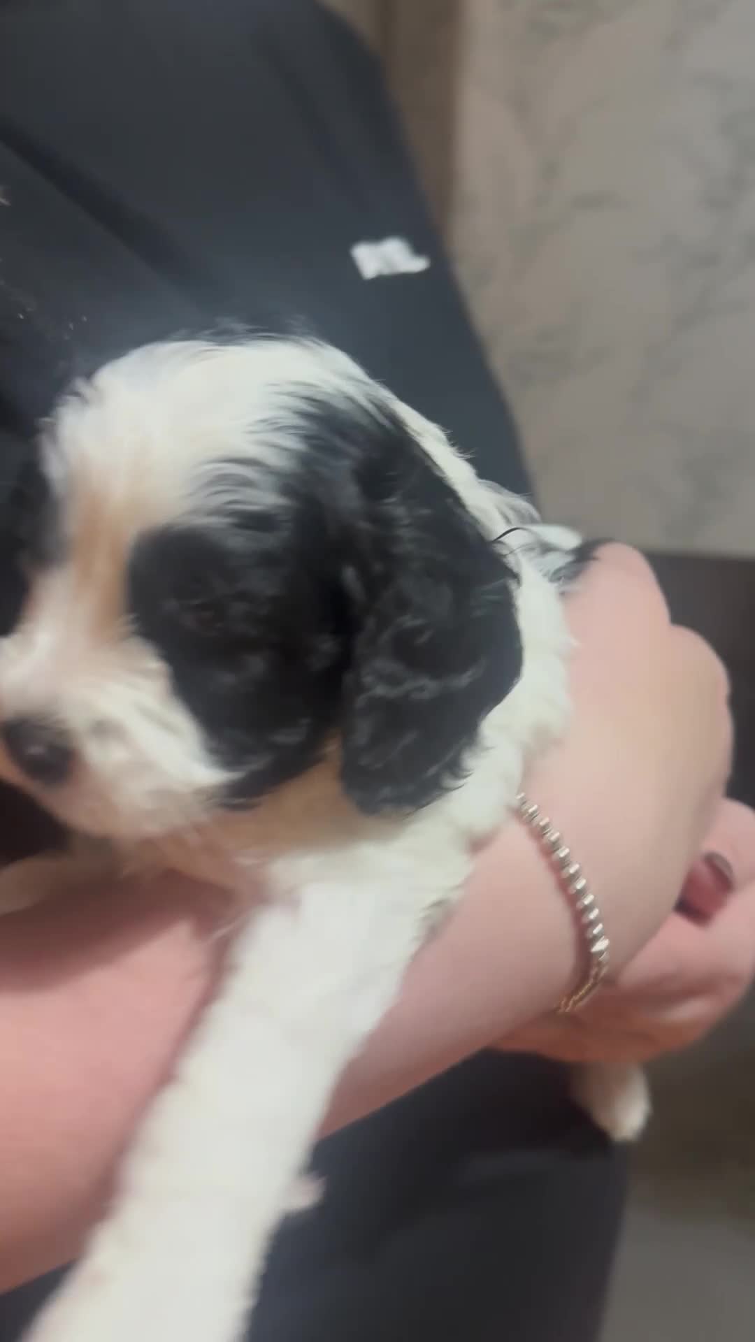 Mixed Breed dogs for sale: Beautiful Cocka/Cavapoo puppies.  - Video 4