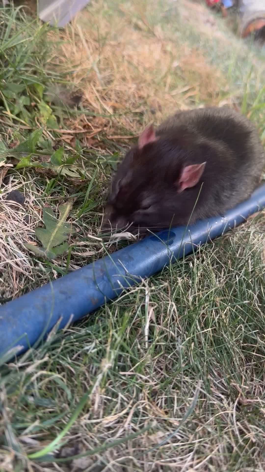 Rat rodents for sale: 3 male Rats - Video 1