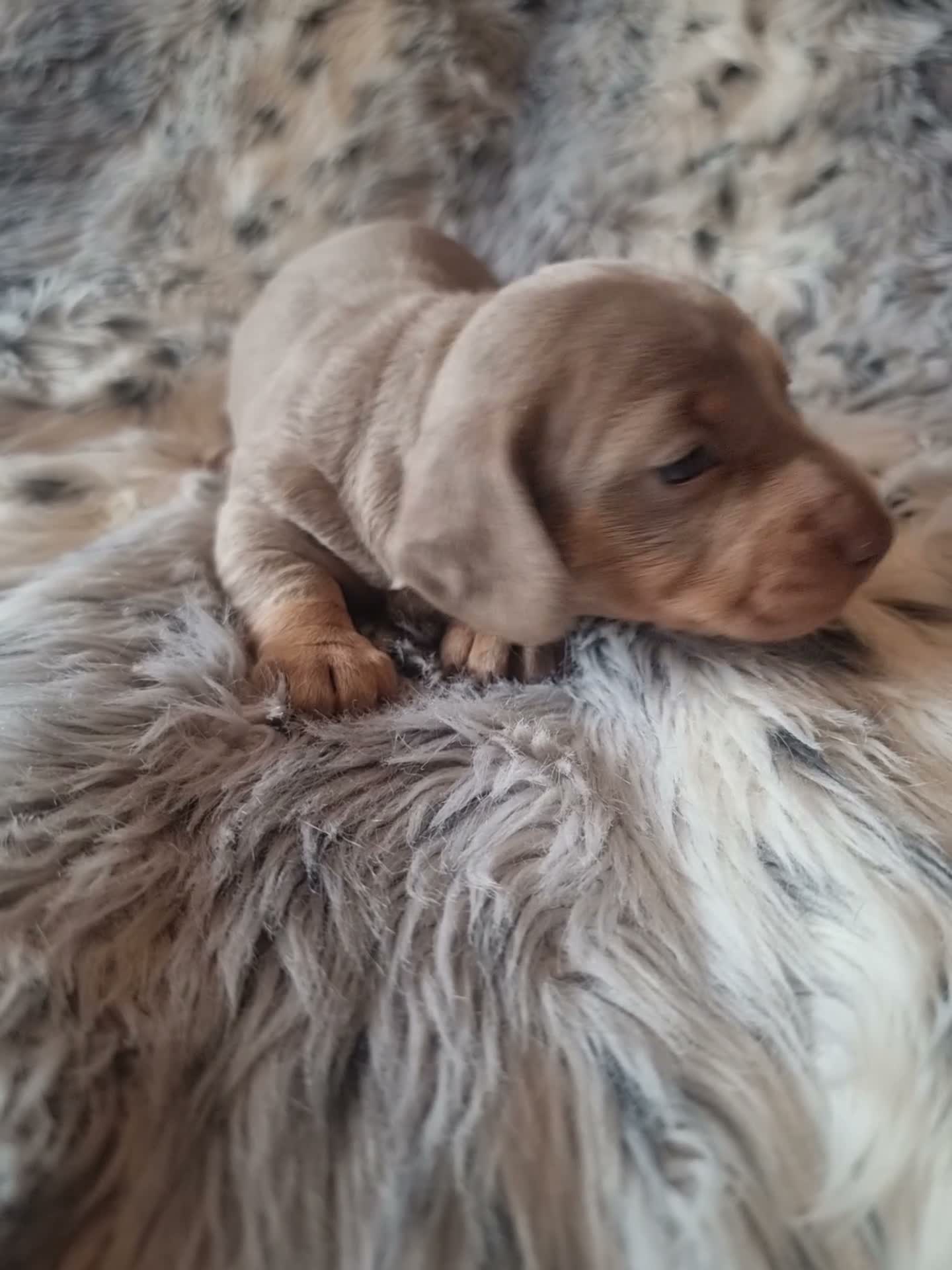 Miniature Dachshund dogs for sale: Stunning Top Quality Mini Dachshunds - Video 1
