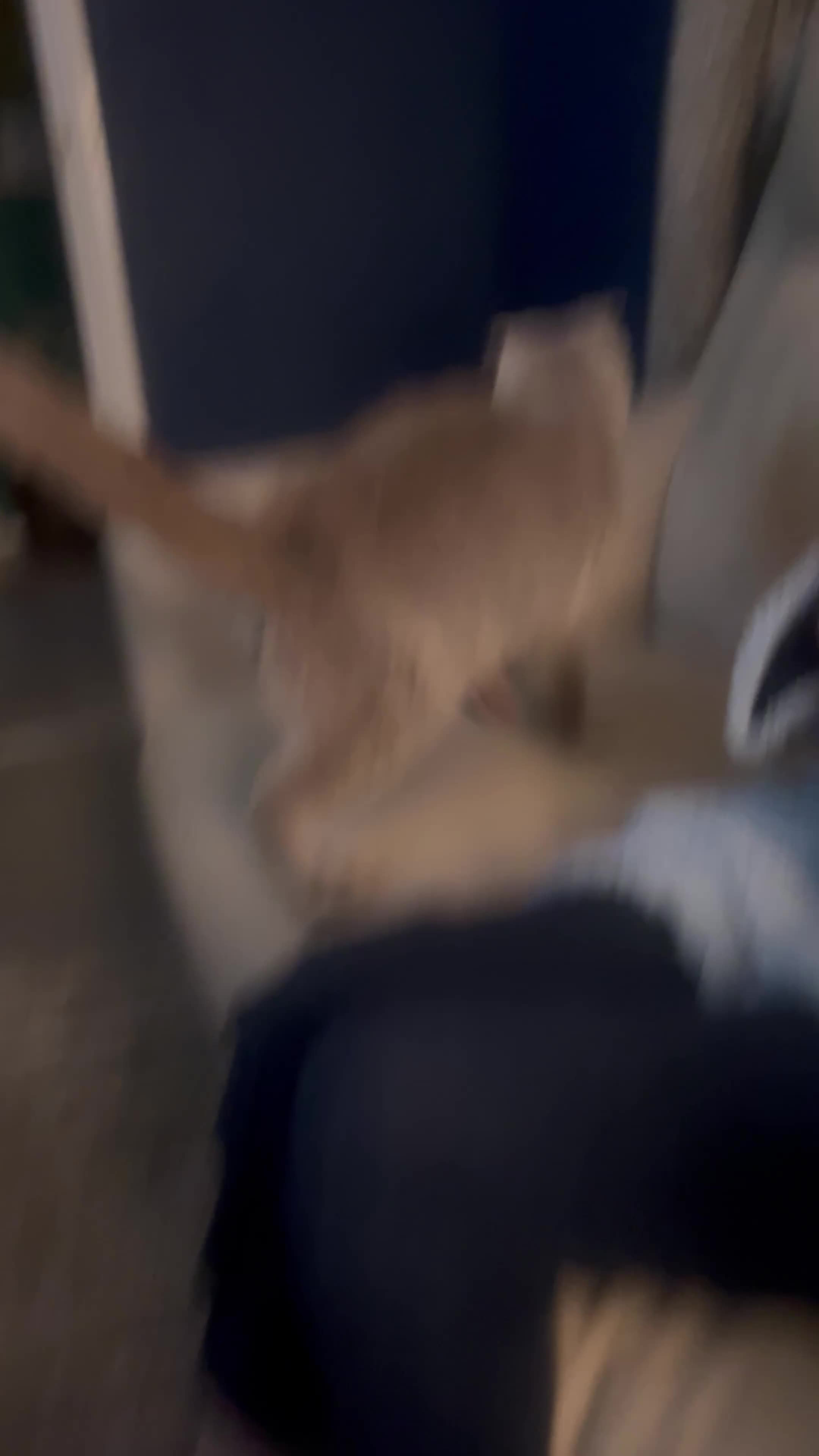 Scottish Fold cats for sale: 2 year old female Scottish fold  - Video 1