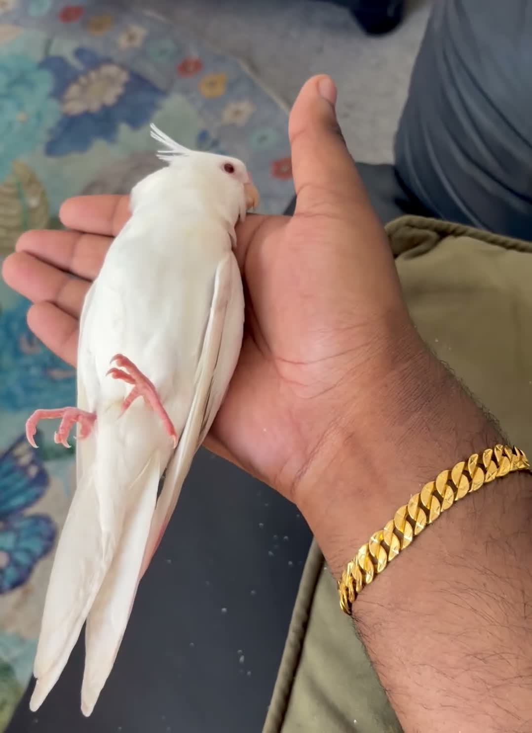 Cockatiels birds for sale: Hand Reared Abino Baby Cockatiel - Video 1