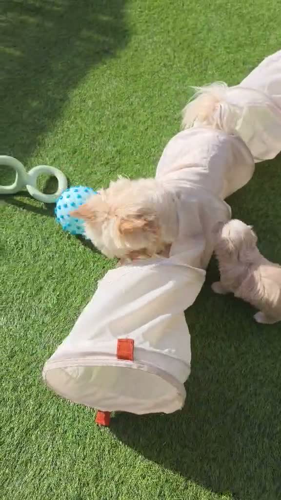 Yorkshire Terrier dogs for sale: 🐾 Golddust Yorkshire Terrier Puppies Available 🐾 - Video 3