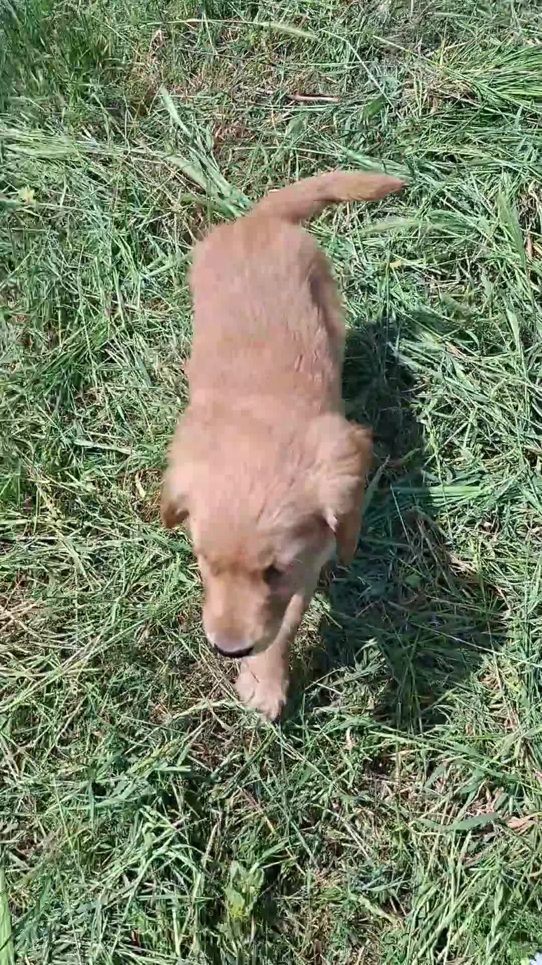Golden Retriever dogs for sale: KC registered golden retriever pups  - Video 1