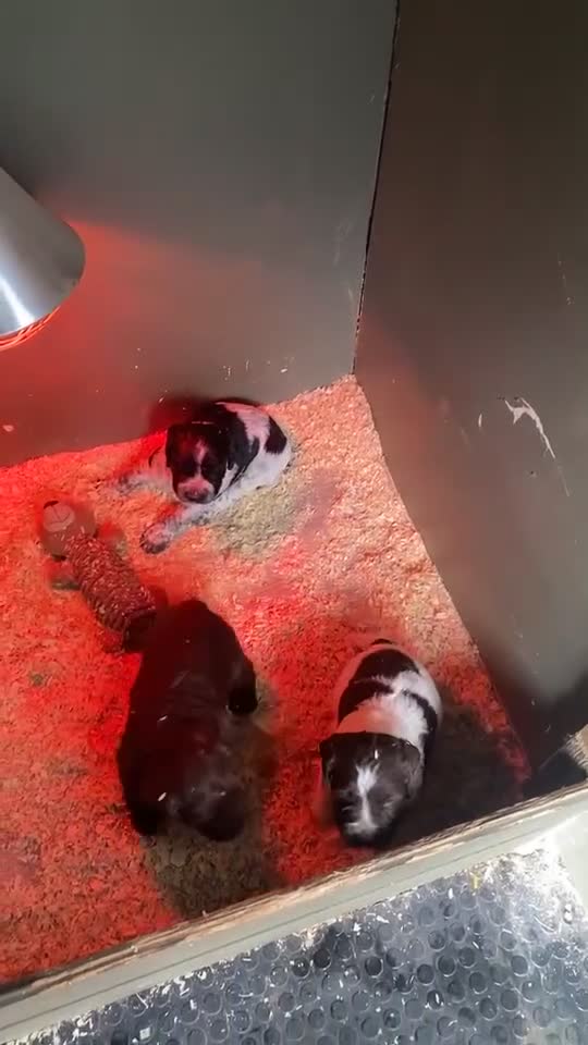 Cocker Spaniel dogs for sale: 3 male cocker spaniels in Monmouth - Video 1