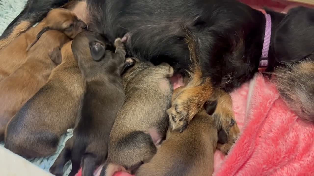 Miniature Dachshund dogs for sale: Gorgeous miniature Dachshund puppies-family raised - Video 1